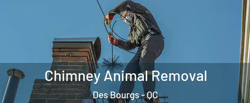  Chimney Animal Removal Des Bourgs - QC