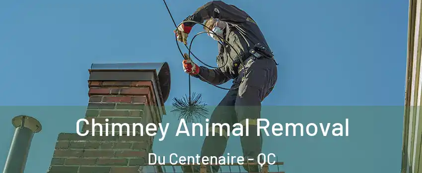  Chimney Animal Removal Du Centenaire - QC