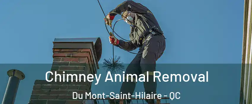  Chimney Animal Removal Du Mont-Saint-Hilaire - QC
