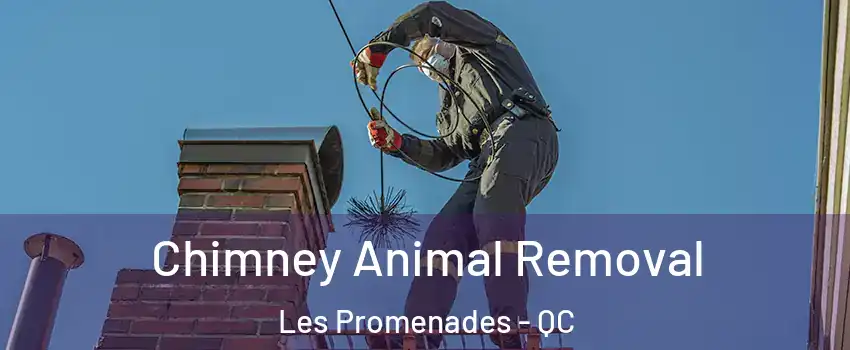  Chimney Animal Removal Les Promenades - QC